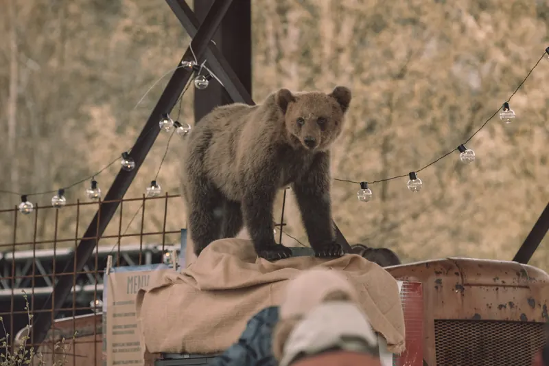 En uppstoppad björn står på en jutetäckt kyl ovanpå baren på Backwoods 2026, med ljusslingor och sågverkets stålbalkar bakom