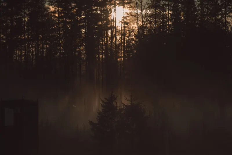 Motljus och dimma mellan tallarna i skogen vid Rotsågen i Rot, Älvdalen